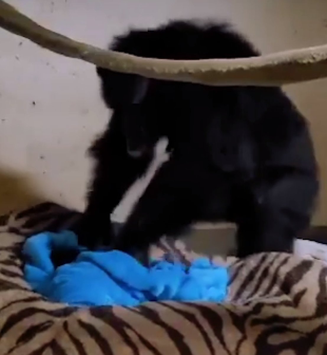 ABD de anne şempanzenin bebeğiyle kavuşma anı #1