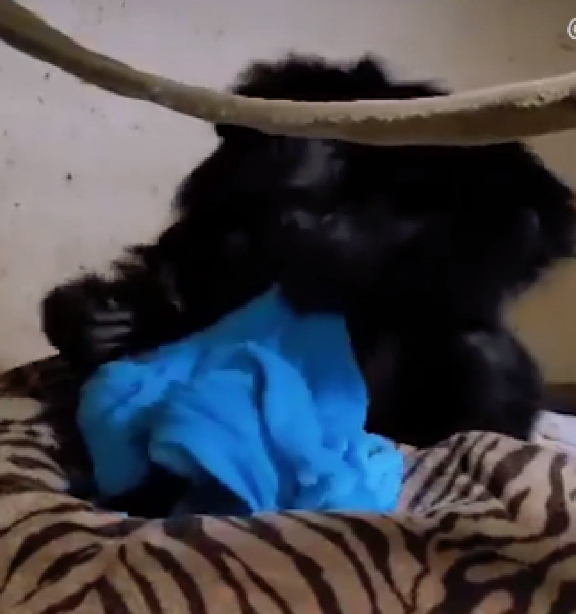 ABD de anne şempanzenin bebeğiyle kavuşma anı #2