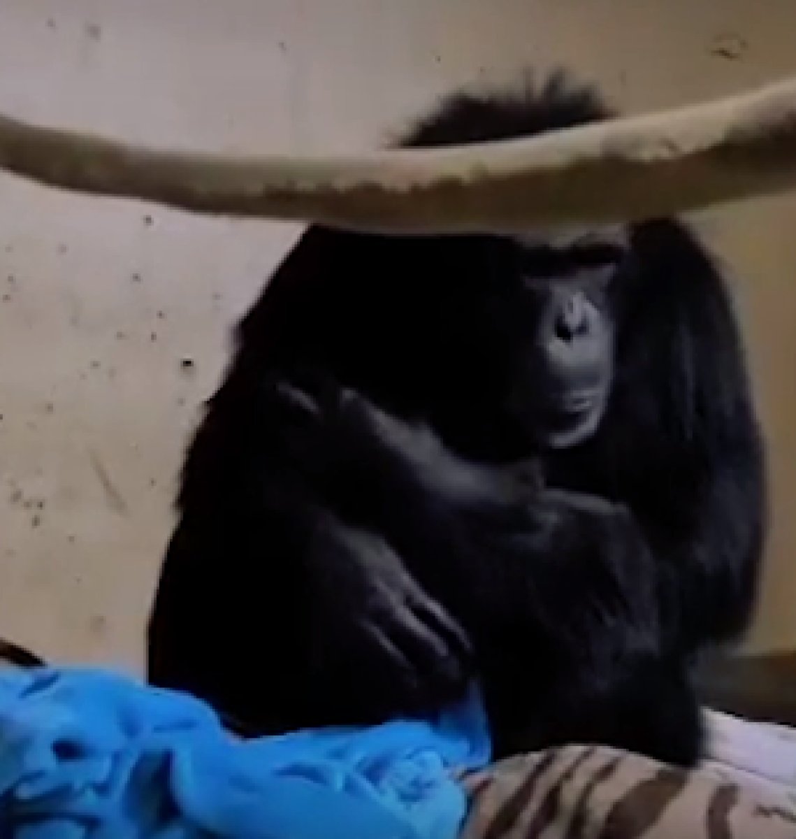 ABD de anne şempanzenin bebeğiyle kavuşma anı #3