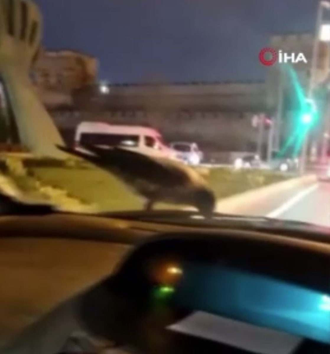 İstanbul da bir karga, seyir halindeki otomobilin üzerinde ceviz yedi #1