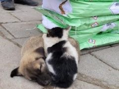 Malatya’da kedi ve köpek birbirine sarılarak ısınmaya çalıştı