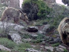 Sivas’taki yaban yaşamından fotokapan görüntüleri