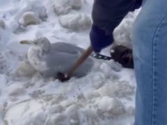 Buzda sıkışan martıları böyle kurtardılar