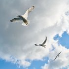 KUŞLAR NEDEN İNSANLARIN VE ARABALARIN ÜZERİNE PİSLER? 