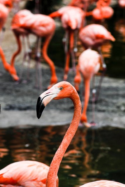 Flamingolar neden pembedir? Aslında değiller desek?