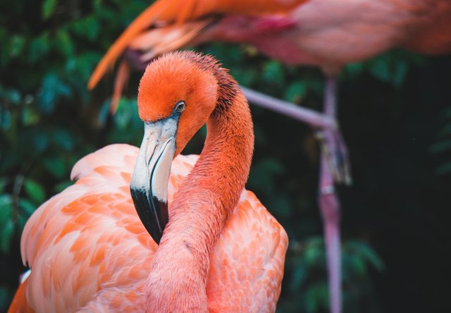 Flamingolar neden pembedir? Aslında değiller desek?