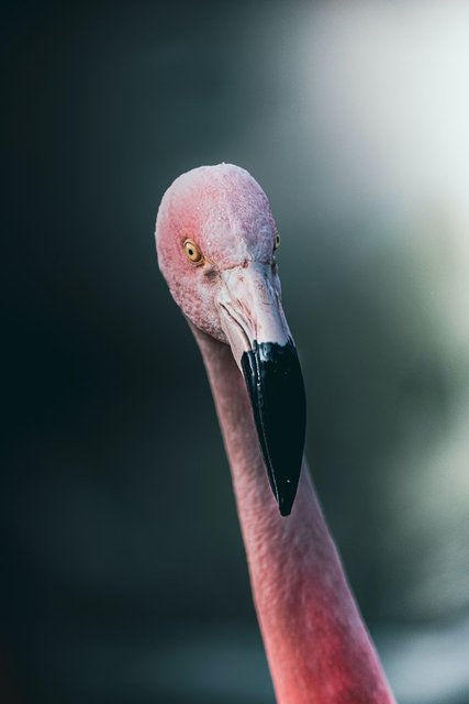 Flamingolar neden pembedir? Aslında değiller desek?