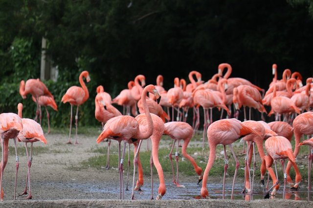 Flamingolar neden pembedir? Aslında değiller desek?