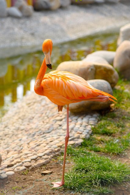 Flamingolar neden pembedir? Aslında değiller desek?