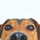 KÖPEKLER NEDEN SOPALARLA OYNAMAYI BU KADAR ÇOK SEVİYOR? HAK VERECEĞİNİZ 11 NEDEN