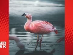 Flamingolar neden pembedir? Reelinde değiller desek?