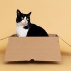 KEDİLER NEDEN KUTULARI BU KADAR SEVİYOR?