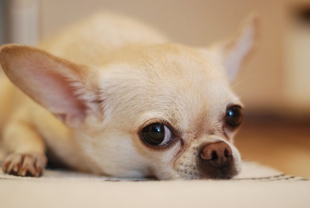 Köpekler neden sopalarla oynamayı bu kadar çok seviyor? Hak vereceğiniz 11 neden