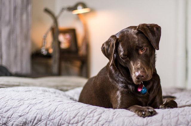 Köpekler neden sopalarla oynamayı bu kadar çok seviyor? Hak vereceğiniz 11 neden