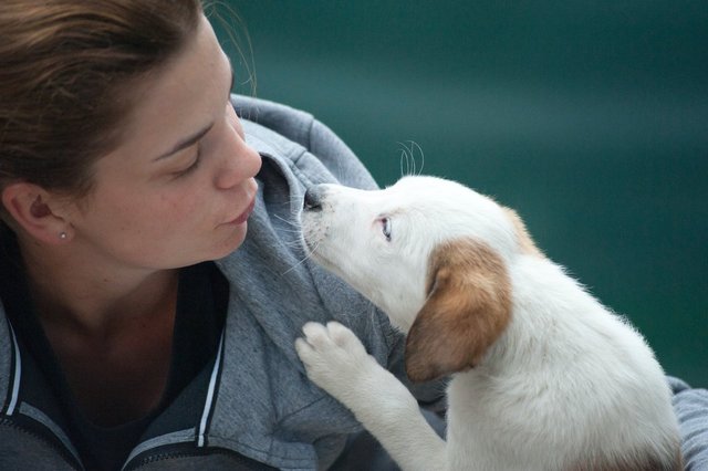 Köpekler neden sopalarla oynamayı bu kadar çok seviyor? Hak vereceğiniz 11 neden