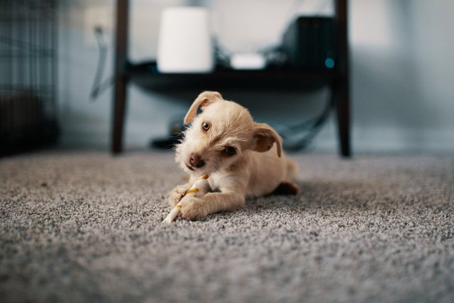 Köpekler neden sopalarla oynamayı bu kadar çok seviyor? Hak vereceğiniz 11 neden