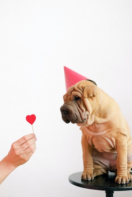 Köpekler neden sopalarla oynamayı bu kadar çok seviyor? Hak vereceğiniz 11 neden