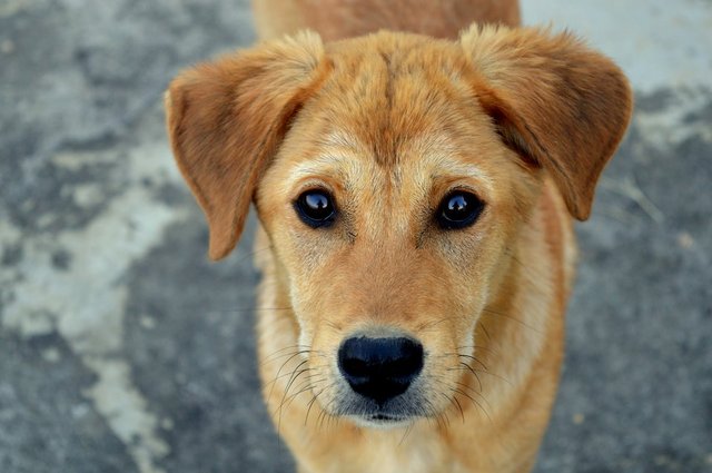 Köpekler neden sopalarla oynamayı bu kadar çok seviyor? Hak vereceğiniz 11 neden
