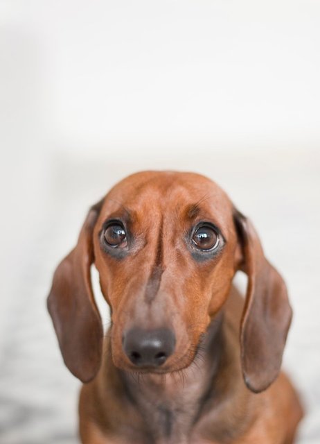 Köpekler neden sopalarla oynamayı bu kadar çok seviyor? Hak vereceğiniz 11 neden