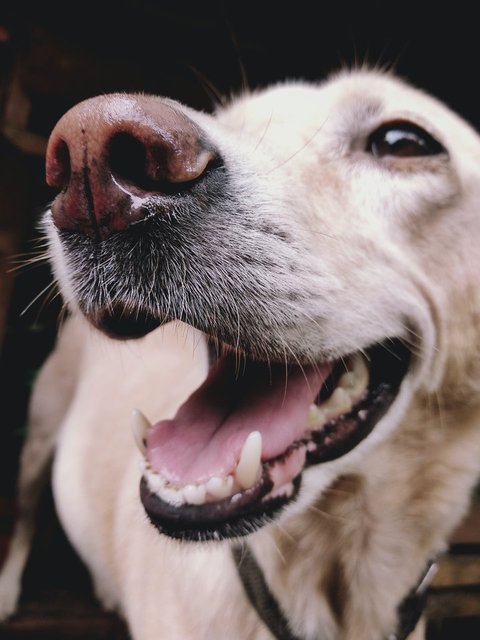 Köpekler neden sopalarla oynamayı bu kadar çok seviyor? Hak vereceğiniz 11 neden