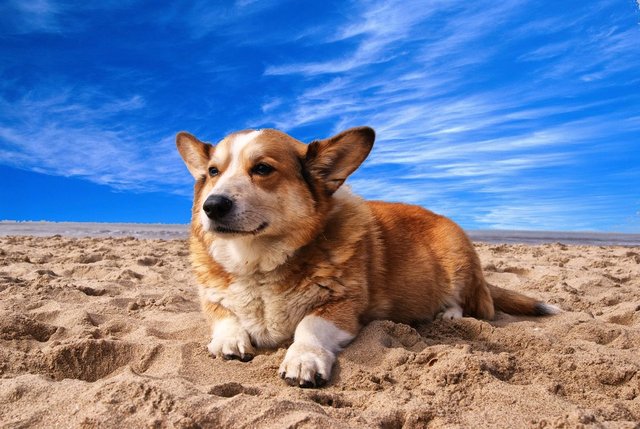 Köpekler neden sopalarla oynamayı bu kadar çok seviyor? Hak vereceğiniz 11 neden