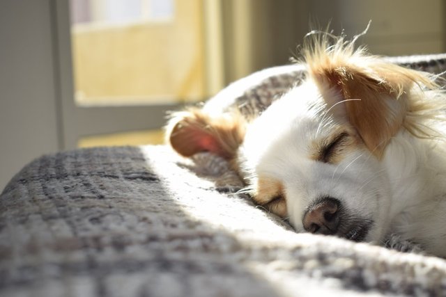 Köpekler neden sopalarla oynamayı bu kadar çok seviyor? Hak vereceğiniz 11 neden
