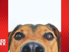 Köpekler neden sopalarla oynamayı bu kadar çok hoşlanıyor? Hak vereceğiniz 11 neden