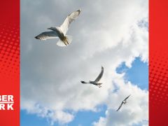 Kuşlar neden insanların ve otomobillerin üzerine pisler?