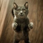 KEDİLER NEDEN SALATALIKTAN KORKAR? 