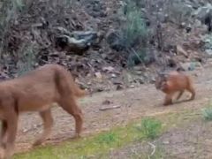 Nesli tükenme riski altında! Muğla’da görüntülendi