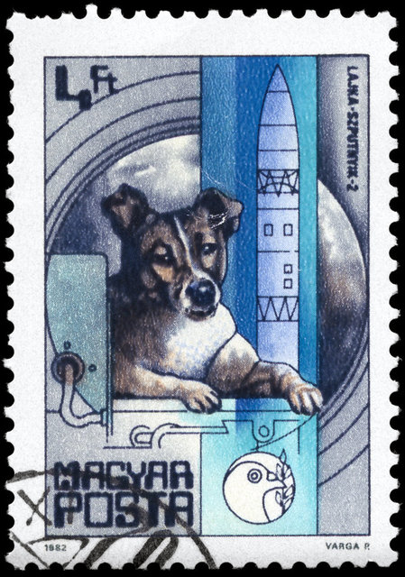 Uzaya gönderilen ilk hayvan Laika’nın yürekleri burkan hikayesi… Uzaya çıkan ilk canlı Laika Layka
