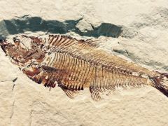 Balık fosilleri depremi tetikleyebilir