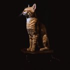 HAYVANLAR DEPREMİ ÖNCEDEN HİSSEDER Mİ?