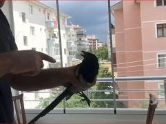 Fıstık çalmaya çalışırken yakaladı! Kargaya söylediği sözler herkesi güldürdü