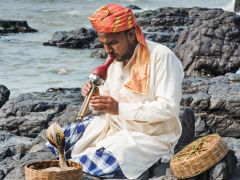 Hindistan’da yılanlar gerçekten dans mı ediyor?