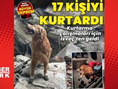 İsveçli arama kurtarma köpeği 17 kişiyi kurtardı