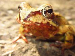 İtalya’daki depremi hisseden kurbağalar