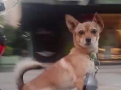 Kadıköy’de köpeğin motosiklet üzerinde gülümseten yolculuğu