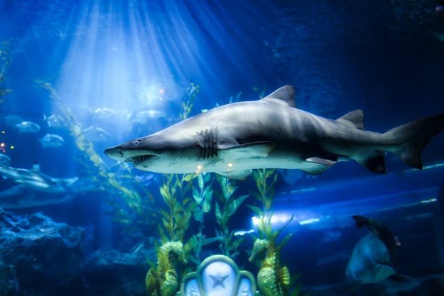 Okyanusların yırtıcıları köpek balıklarına dair 8 ilginç bilgi