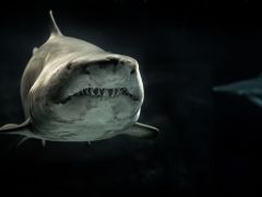 Köpek balıklarına dair ilginç bilgiler