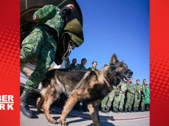 Kurtarma köpeği ‘Proteo’ hayatını kaybetti