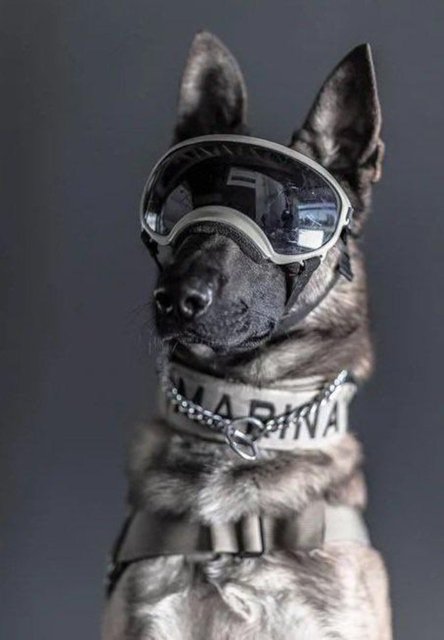 Meksika'nın arama kurtarma köpeği Proteo'ya hüzünlü veda