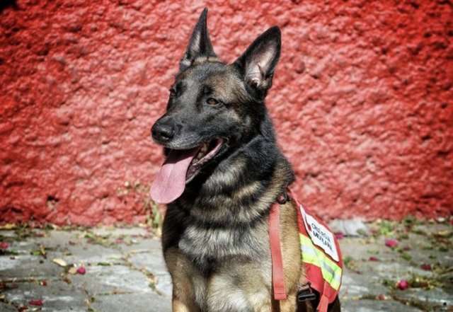 Meksika'nın arama kurtarma köpeği Proteo'ya hüzünlü veda