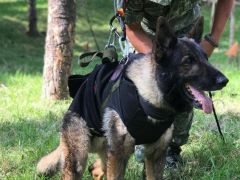 Meksika’nın arama kurtarma köpeği Proteo’ya hüzünlü veda