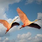 HAYVANLAR DEPREMİ ÖNCEDEN HİSSEDER Mİ?