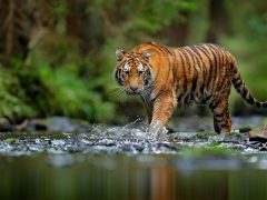 ABD’de firari kaplan alarmı