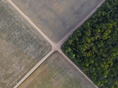 Amazon Ormanları’nda ‘ormansızlaştırma rekoru’ kırıldı