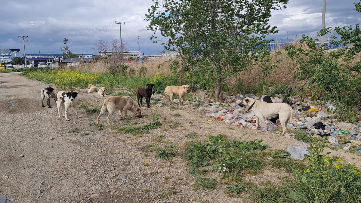 Aydın’da, sokak köpekleri korku salıyor #1