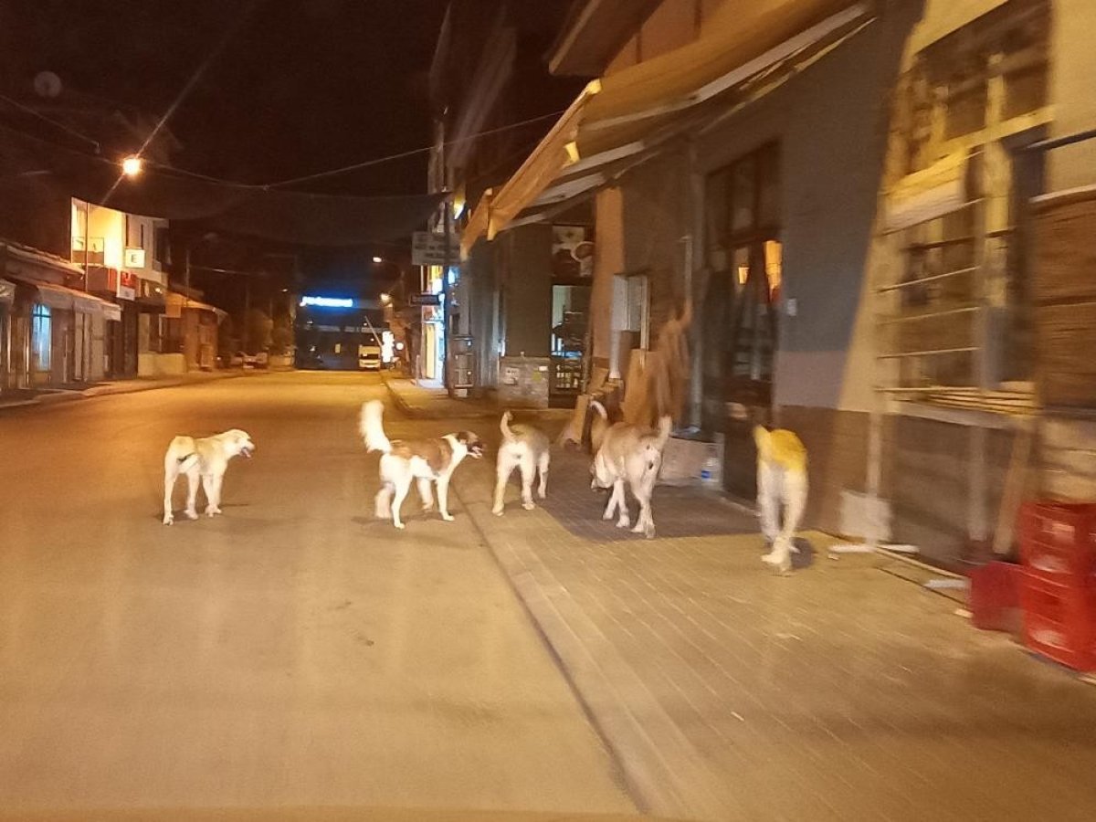 Aydın’da, sokak köpekleri korku salıyor #2