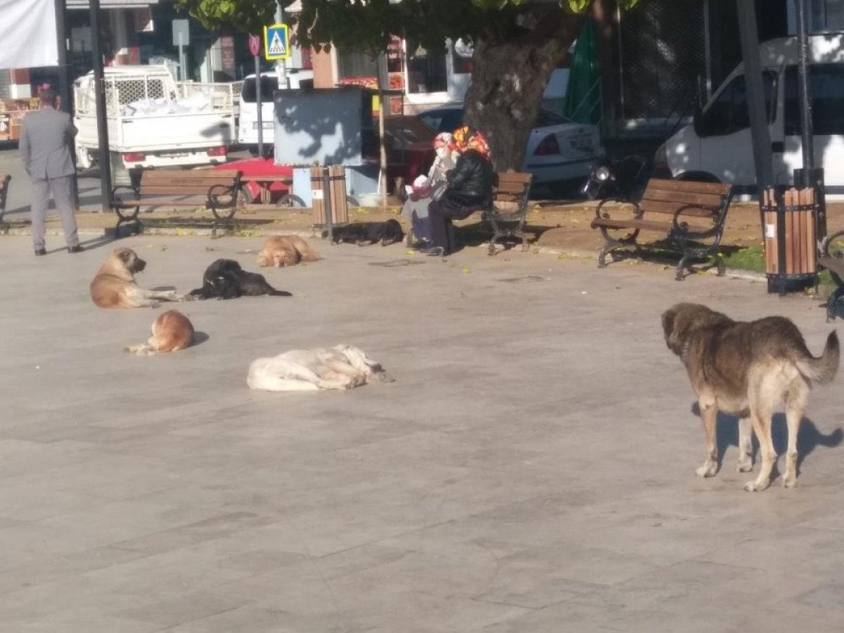 Aydın’da, sokak köpekleri korku salıyor #3